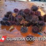 Puglia, fermo pesca dei ricci di mare: mancano ristori per pescatori