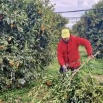 Puglia, clementine svendute e al macero: subito tavolo crisi
