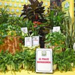 Ambiente, Coldiretti Puglia: ‘Arrivano le piante mangia smog’