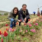 Bari, un campo di 120mila tulipani aperto a famiglie e bambini