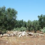 Confagricoltura Puglia, ‘Per Pasqua più presenze in agriturismo’