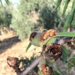 Pappagallini voraci, danni per migliaia di euro in campagne del Barese