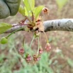 Gelate, Coldiretti Puglia: ‘A rischio le ciliegie Ferrovia’