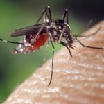 Puglia, Iss: ‘Nessun allarme per possibile ritorno della malaria’