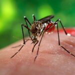Salento. Torna la zanzara della malaria, ma non è allarme.