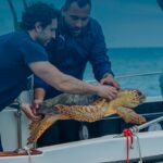 Salento, Plastic Free celebra la giornata mondiale delle tartarughe