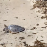 Taranto, WWF rilascia in mare tartaruga Caretta Caretta
