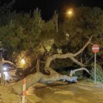 Barletta, crolla un albero: sfiorata la tragedia