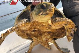 Brindisi | Tartaruga caretta caretta soccorsa questa mattina
