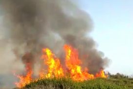 Salento, emergenza incendio: in fumo centinaia ulivi e decine di pini