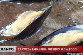 Taranto, la cozza tarantina presidio Slow Food, presentazione in Regione