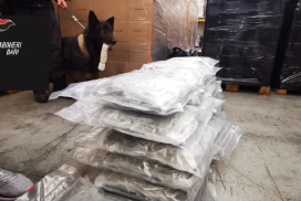 Molfetta, il cane Fighter fiuta 56 chili di droga in magazzino: la cassa proviene dalla Spagna
