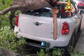 Lecce, ramo cade da albero alto 20 metri, tre auto danneggiate