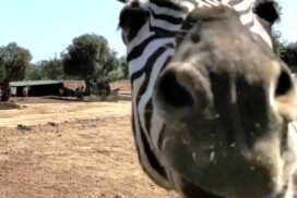 Fasano, Zoo Safari: "La sicurezza è tutto"
