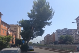 Taranto, manutenzione verde, dopo Via Dante, albero inclinato in Via Ancona