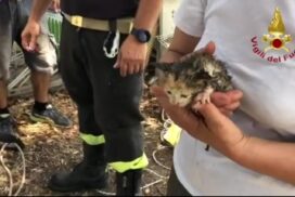 Oria, gattino scivola in pozzo: salvataggio dei Vigili del Fuoco (VIDEO)