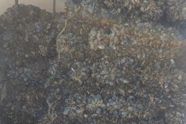Taranto, controlli pescherie: lavoratori in nero, pesce avariato e 500 chili di cozze sequestrati