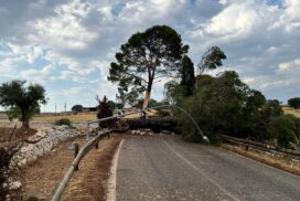 Tromba d'aria, quattro alberi caduti bloccano la Polignano-Castellana