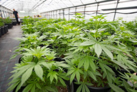 Sequestrata piantagione di cannabis nel Foggiano: 501 piante per 140 chili di roba