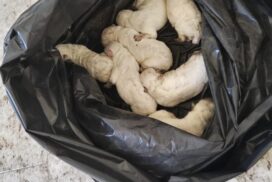 Mesagne, sette cuccioli abbandonati in una busta: “Urgente bisogno di aiuto”