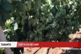 Taranto, furti di uva nei campi, viticoltori in allerta