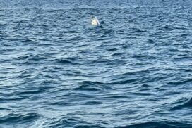 Barca affonda al largo di Monopoli: poliziotto salva due famiglie e bimba di sei anni