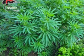 Foggia, blitz carabinieri: scoperta piantagione marijuana. Nei guai 56enne
