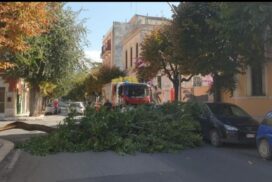 Maltempo a Barletta, raffiche di vento abbattono un tronco