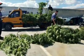 Trinitapoli, maxi sequestro: scoperta piantagione di dieci quintali di marijuana