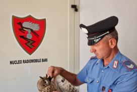 Bari, gufo ferito sulla strada: salvato da un carabiniere